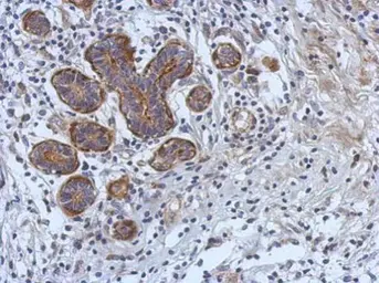 Anti-CERK antibody used in IHC (Paraffin sections) (IHC-P). GTX111420