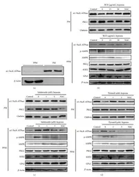 Anti-PKC zeta antibody used in Western Blot (WB). GTX111598
