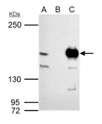 Anti-MSH6 antibody [C1C2], Internal used in Immunoprecipitation (IP). GTX111661