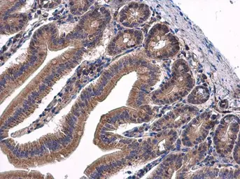 Anti-Transglutaminase 2 antibody [N1N3] used in IHC (Paraffin sections) (IHC-P). GTX111701