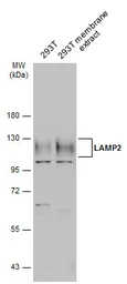 Anti-LAMP2 antibody [N2C2], Internal used in Western Blot (WB). GTX111812