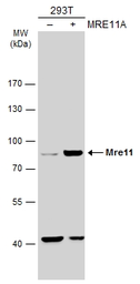 Anti-Mre11 antibody [C1C3-2] used in Western Blot (WB). GTX111814
