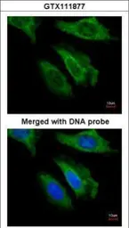 Anti-FGF21 antibody [N3C3] used in Immunocytochemistry/ Immunofluorescence (ICC/IF). GTX111877