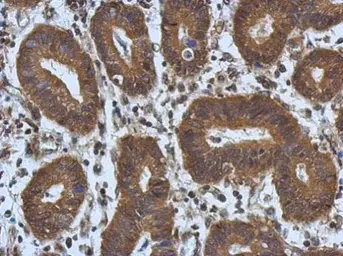 Anti-NOL3 antibody used in IHC (Paraffin sections) (IHC-P). GTX111883