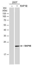 Anti-RAP1B antibody used in Western Blot (WB). GTX111933