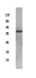 Human SAPK4 protein, His tag. GTX112033-pro