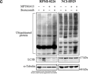 Anti-alpha Tubulin antibody used in Western Blot (WB). GTX112141