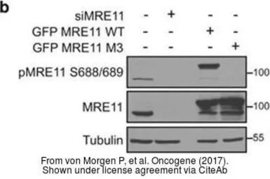 Anti-alpha Tubulin antibody used in Western Blot (WB). GTX112141