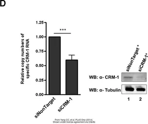 Anti-alpha Tubulin antibody used in Western Blot (WB). GTX112141