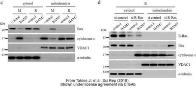 Anti-alpha Tubulin antibody used in Western Blot (WB). GTX112141
