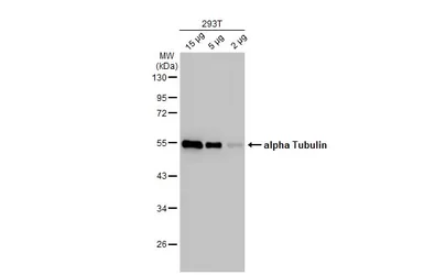 Anti-alpha Tubulin antibody used in Western Blot (WB). GTX112141