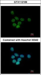 Anti-SAP130 antibody [C2C3], C-term used in Immunocytochemistry/ Immunofluorescence (ICC/IF). GTX112169