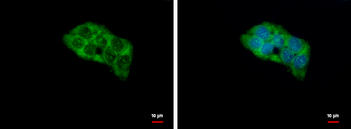Anti-RPL4 antibody used in Immunocytochemistry/ Immunofluorescence (ICC/IF). GTX112184
