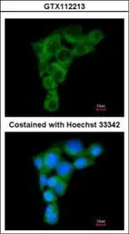 Anti-GGA2 antibody used in Immunocytochemistry/ Immunofluorescence (ICC/IF). GTX112213