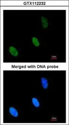 Anti-ZHX2 antibody [C1C3] used in Immunocytochemistry/ Immunofluorescence (ICC/IF). GTX112232
