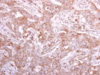 Anti-GMDS antibody [N2C3] used in IHC (Paraffin sections) (IHC-P). GTX112327