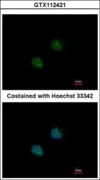 Anti-DOM3Z antibody [N1C1] used in Immunocytochemistry/ Immunofluorescence (ICC/IF). GTX112421