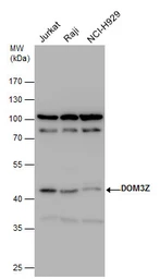 Anti-DOM3Z antibody [N1C1] used in Western Blot (WB). GTX112421