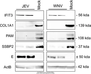 Anti-IFIT3 antibody used in Western Blot (WB). GTX112442