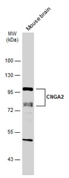 Anti-CNGA2 antibody [C1C3] used in Western Blot (WB). GTX112498