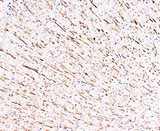 Anti-MAP1A antibody [HM-1] used in IHC (Paraffin sections) (IHC-P). GTX11264