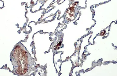 Anti-Apolipoprotein A1 antibody used in IHC (Paraffin sections) (IHC-P). GTX112692