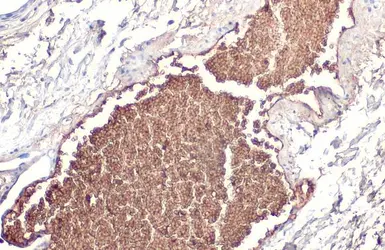 Anti-Apolipoprotein A1 antibody used in IHC (Paraffin sections) (IHC-P). GTX112692
