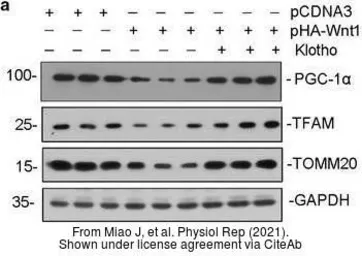 Anti-mtTFA antibody used in Western Blot (WB). GTX112760