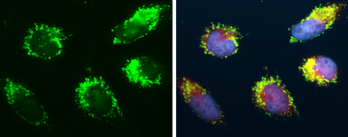 Anti-mtTFA antibody used in Immunocytochemistry/ Immunofluorescence (ICC/IF). GTX112760