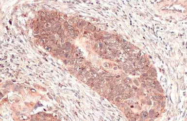 Anti-mtTFA antibody used in IHC (Paraffin sections) (IHC-P). GTX112760