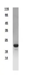 Human Pro-Glucagon protein, His tag. GTX112806-pro