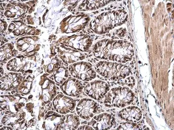 Anti-CREB antibody used in IHC (Paraffin sections) (IHC-P). GTX112846