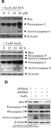 Anti-Caspase 9 antibody [N2C3] used in Western Blot (WB). GTX112888