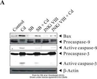 Anti-Caspase 9 antibody [N2C3] used in Western Blot (WB). GTX112888