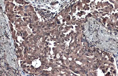 Anti-Caspase 9 antibody [N2C3] used in IHC (Paraffin sections) (IHC-P). GTX112888
