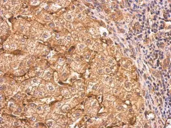 Anti-CD36 antibody used in IHC (Paraffin sections) (IHC-P). GTX112891