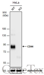 Anti-CD44 antibody [N1N2], N-term used in Western Blot (WB). GTX112893