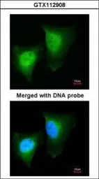 Anti-Daxx antibody [N1N3] used in Immunocytochemistry/ Immunofluorescence (ICC/IF). GTX112908