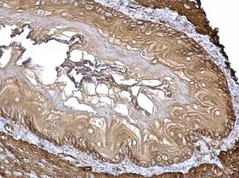 Anti-Filamin A antibody [C2], C-term used in IHC (Paraffin sections) (IHC-P). GTX112939