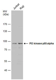 Anti-PI3 kinase p85 alpha antibody used in Western Blot (WB). GTX112994