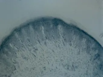 Anti-Tyrosine Hydroxylase antibody used in IHC (Frozen sections) (IHC-Fr). GTX113016