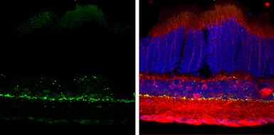 Anti-Tyrosine Hydroxylase antibody used in IHC (Frozen sections) (IHC-Fr). GTX113016