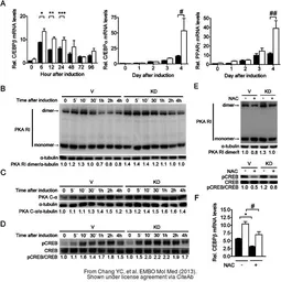 Anti-alpha Tubulin antibody [DM1A] used in Western Blot (WB). GTX11302