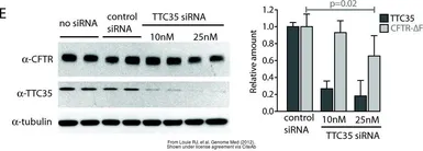 Anti-alpha Tubulin antibody [DM1A] used in Western Blot (WB). GTX11302