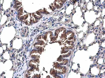 Anti-TRAF6 antibody [N2C2], Internal used in IHC (Paraffin sections) (IHC-P). GTX113029
