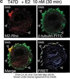 Anti-beta Tubulin antibody [D66] used in Immunocytochemistry/ Immunofluorescence (ICC/IF). GTX11307