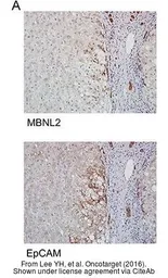 Anti-EpCAM antibody [N3C3] used in IHC (Paraffin sections) (IHC-P). GTX113091