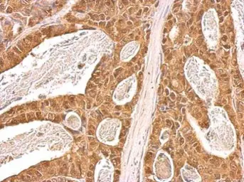 Anti-VCP antibody [N3C2], Internal used in IHC (Paraffin sections) (IHC-P). GTX113099