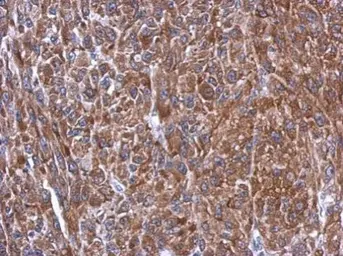 Anti-Caspase 10 antibody used in IHC (Paraffin sections) (IHC-P). GTX113148