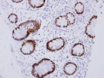 Anti-CDX2 antibody used in IHC (Paraffin sections) (IHC-P). GTX113160